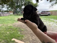 Nyx Iccf registered , a female Cane Corso for sale in Saint Joseph, MO – 1 of 7