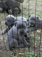  Titan Iccf registered , a male Cane Corso for sale in Saint Joseph, MO – 7 of 7