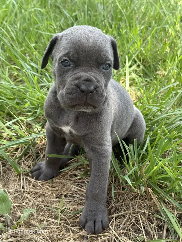 King Iccf registered  – Cane Corso puppy for sale in Saint Joseph, MO
