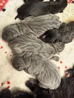 Thor Iccf registered , a male Cane Corso for sale in Savannah, MO – 6 of 9