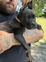   Dolly Iccf registered , a female Cane Corso for sale in Saint Joseph, MO – 2 of 3