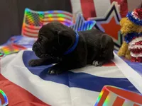 Haus Iccf registered , a male Cane Corso for sale in Saint Joseph, MO – 4 of 4