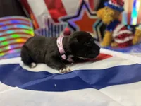Cleo Iccf registered runt, a female Cane Corso for sale in Saint Joseph, MO – 5 of 5