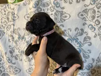 Athena Iccf registered , a female Cane Corso for sale in Saint Joseph, MO – 5 of 5