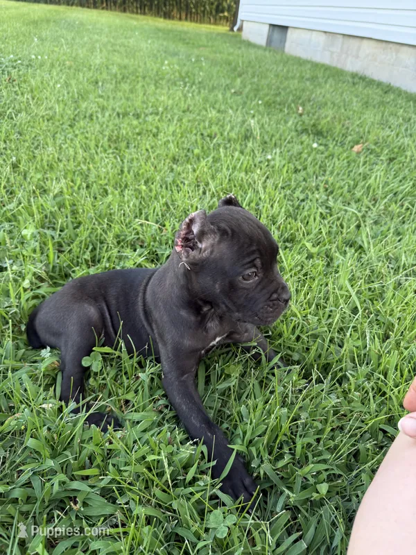 Raven Iccf registered  – Cane Corso puppy for sale in Saint Joseph, MO