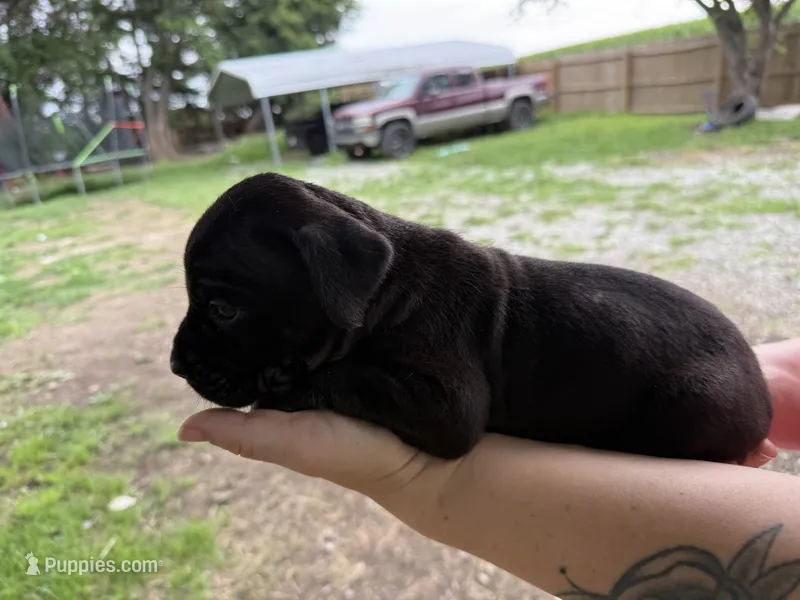 Nila Iccf registered  – Cane Corso puppy for sale in Saint Joseph, MO