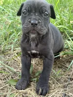Kira Iccf registered , a female Cane Corso for sale in Saint Joseph, MO – 6 of 10