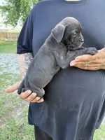Willow Iccf registered , a female Cane Corso for sale in Saint Joseph, MO – 3 of 3