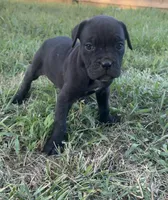 Kira Iccf registered , a female Cane Corso for sale in Saint Joseph, MO – 3 of 10