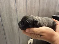 Luna Iccf registered , a female Cane Corso for sale in Savannah, MO – 5 of 5
