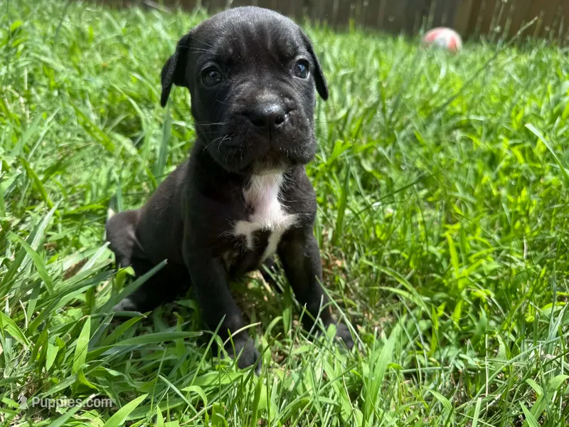Nyx Iccf registered  – Cane Corso puppy for sale in Saint Joseph, MO