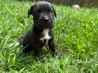 Karma Iccf registered , a female Cane Corso for sale in Saint Joseph, MO – 1 of 6