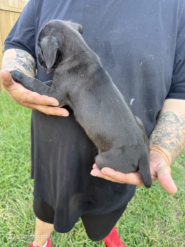 Kira Iccf registered  – Cane Corso puppy for sale in Saint Joseph, MO