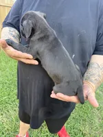 Sienna Iccf registered , a female Cane Corso for sale in Saint Joseph, MO – 1 of 4