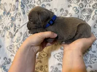  Titan Iccf registered , a male Cane Corso for sale in Saint Joseph, MO – 4 of 7