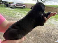 Athena Iccf registered , a female Cane Corso for sale in Saint Joseph, MO – 2 of 5