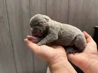 Thor Iccf registered , a male Cane Corso for sale in Savannah, MO – 7 of 9