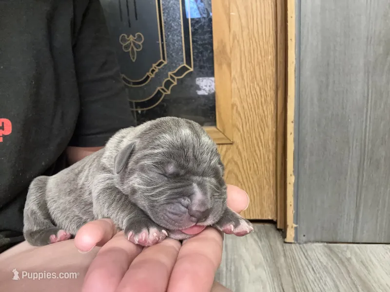 Thor Iccf registered  – Cane Corso puppy on hold in Savannah, MO