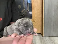 Thor Iccf registered , a male Cane Corso for sale in Savannah, MO – 1 of 9