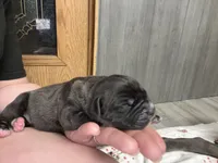 Nyx Iccf registered , a female Cane Corso for sale in Savannah, MO – 1 of 7