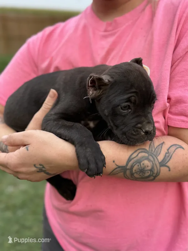 Raven Iccf registered  – Cane Corso puppy for sale in Saint Joseph, MO