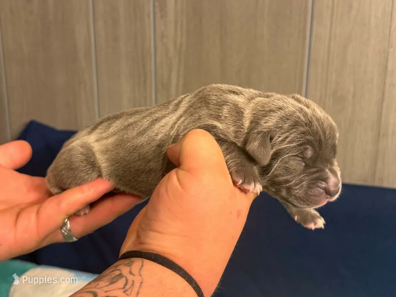 King Iccf registered  – Cane Corso puppy for sale in Savannah, MO