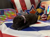 Athena Iccf registered , a female Cane Corso for sale in Saint Joseph, MO – 4 of 5