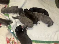 Athena Iccf registered , a female Cane Corso for sale in Savannah, MO – 6 of 7