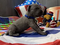 King Iccf registered , a male Cane Corso for sale in Saint Joseph, MO – 5 of 5