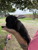 Haus Iccf registered , a male Cane Corso for sale in Saint Joseph, MO – 2 of 4