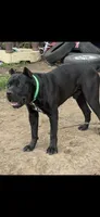 Nala Iccf registered , a female Cane Corso for sale in Savannah, MO – 5 of 6
