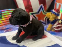 Luna Iccf registered , a female Cane Corso for sale in Saint Joseph, MO – 4 of 5