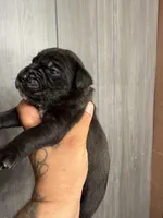 Luna Iccf registered , a female Cane Corso for sale in Saint Joseph, MO – 5 of 5