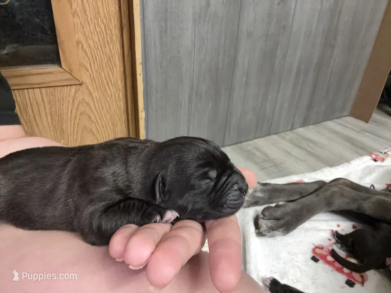 Freya Iccf registered  – Cane Corso puppy for sale in Savannah, MO