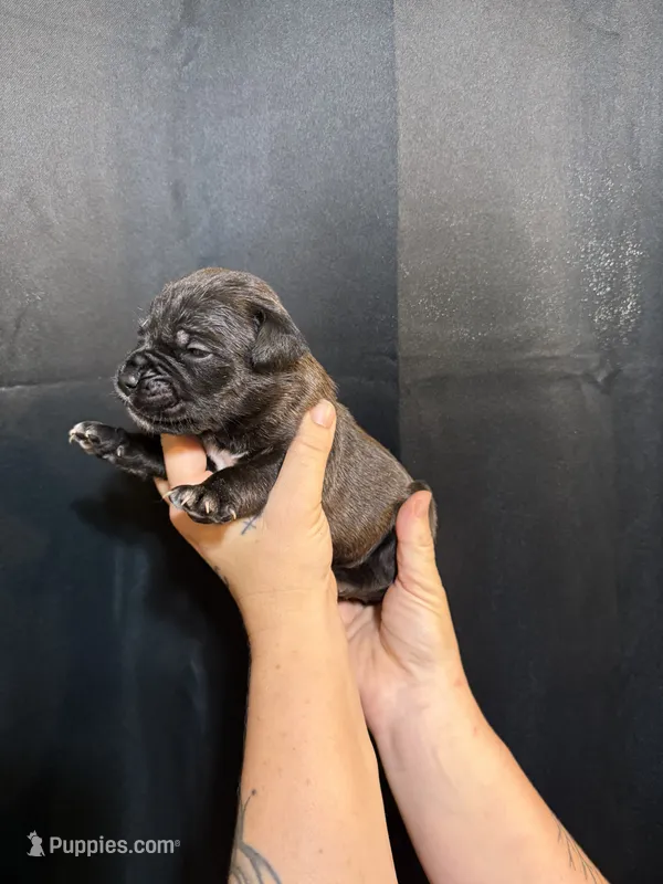 Haus Iccf registered  – Cane Corso puppy for sale in Savannah, MO