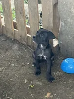 Kova Iccf registered , a female Cane Corso for sale in Saint Joseph, MO – 2 of 5