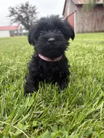 Pink collar, a female Yorkipoo for sale in Decatur, IN – 3 of 5