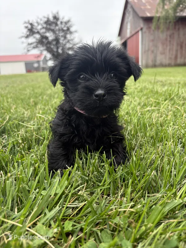 Pink collar – Yorkipoo puppy for sale in Decatur, IN