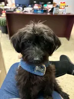 Pink collar, a female Yorkipoo for sale in Decatur, IN – 5 of 5