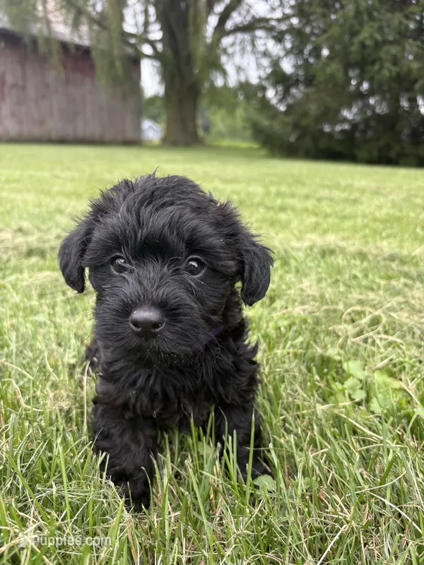 Purple Collar  – Yorkipoo puppy for sale in Decatur, IN