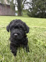 Purple Collar , a female Yorkipoo for sale in Decatur, IN – 1 of 4
