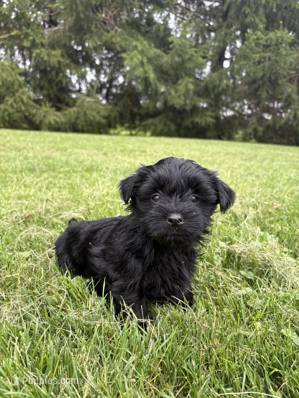 Green collar  – Yorkipoo puppy for sale in Decatur, IN