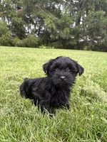 Green collar , a female Yorkipoo for sale in Decatur, IN – 1 of 5