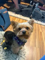 Pink collar, a female Yorkipoo for sale in Decatur, IN – 4 of 5