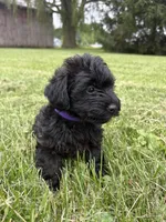Purple Collar , a female Yorkipoo for sale in Decatur, IN – 2 of 4