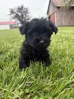 Pink collar, a female Yorkipoo for sale in Decatur, IN – 2 of 5