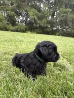 Green collar , a female Yorkipoo for sale in Decatur, IN – 2 of 5