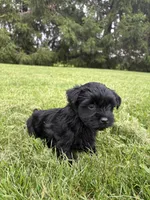 Green collar , a female Yorkipoo for sale in Decatur, IN – 3 of 5