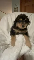 Parker, a male Pomapoo for sale in Thomaston, GA – 3 of 3