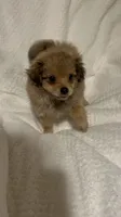 Cookie, a female Pomapoo for sale in Thomaston, GA – 2 of 3
